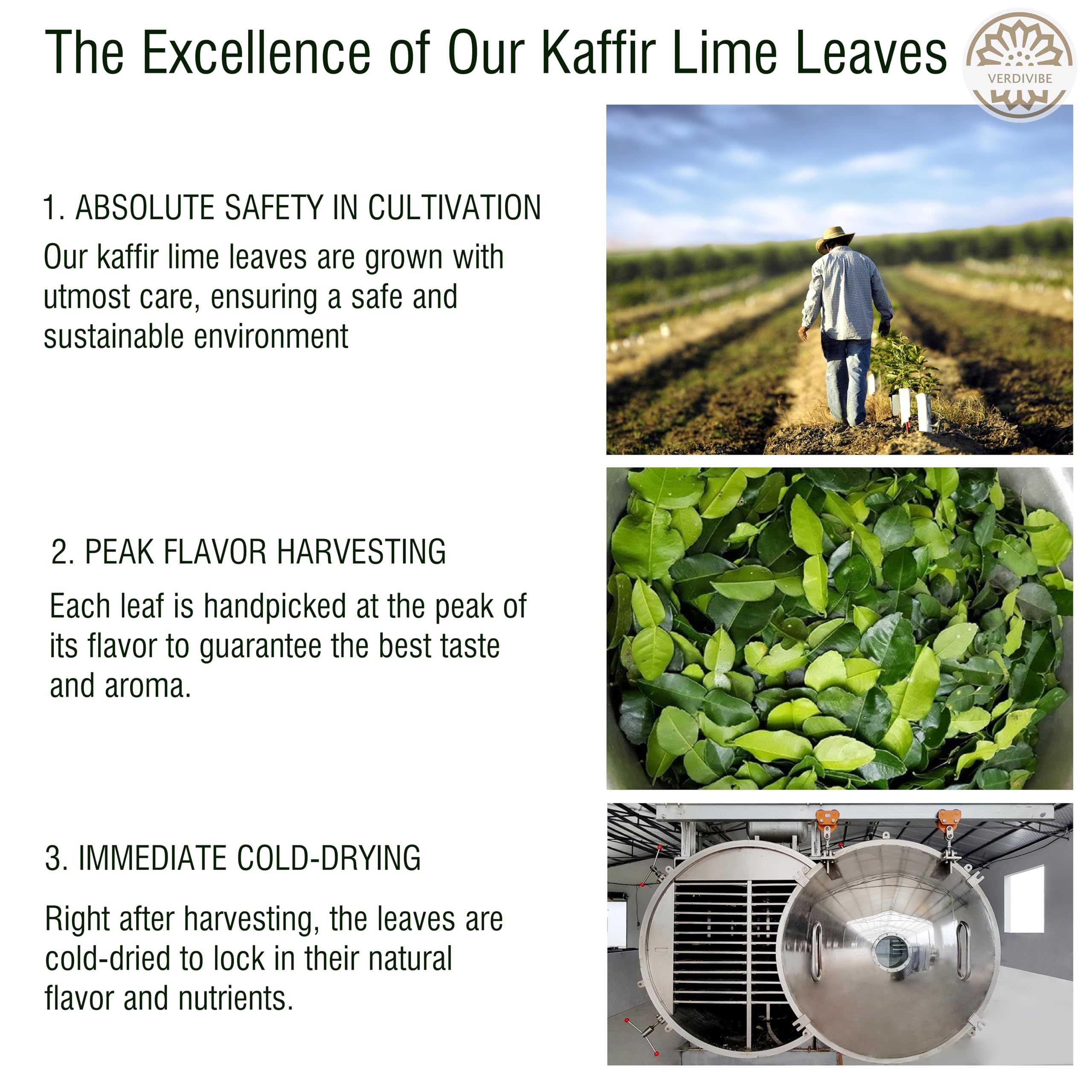 VERDIVIBE Kaffir lime leaves closeup showing rich aroma preserved by advanced drying.