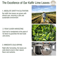 VERDIVIBE Kaffir lime leaves closeup showing rich aroma preserved by advanced drying.