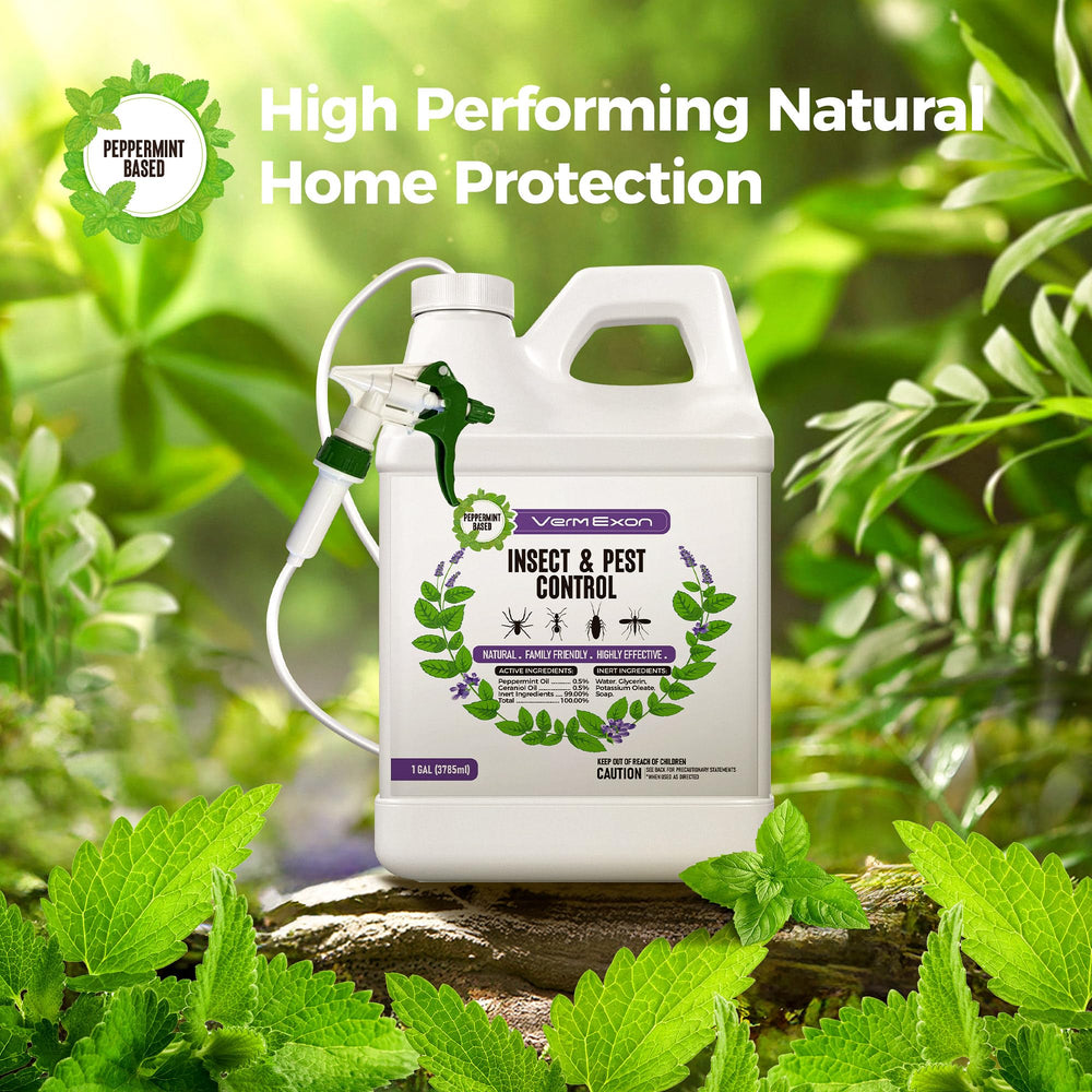 VermExon spiders indoor corner spot for discreet pest control