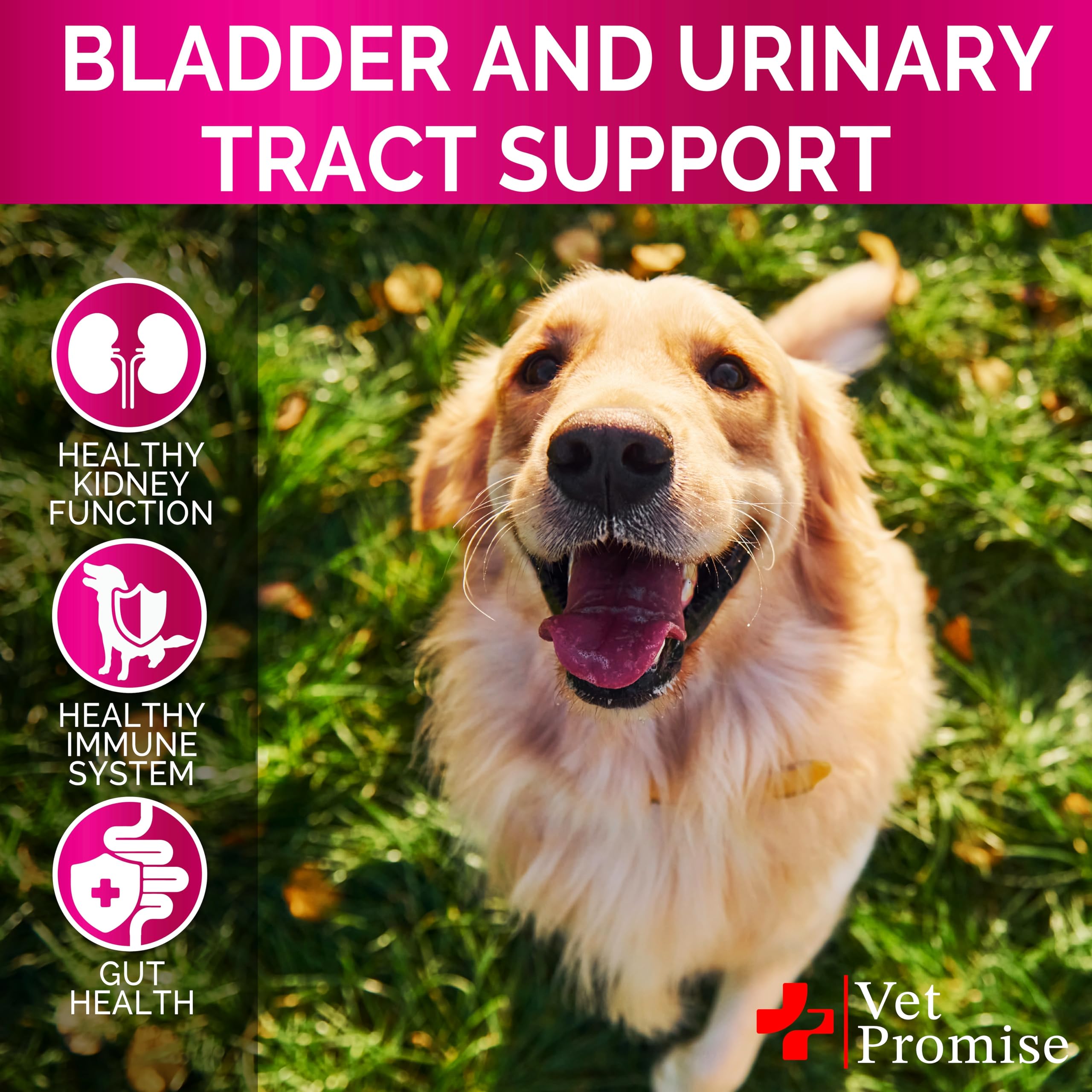 Vet Promise Dog UTI Chews jar label communicates quality and daily use.