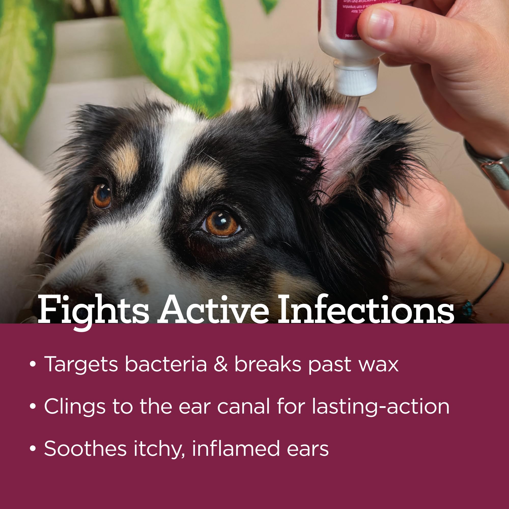 Vetality ear relief concept image showing a calmer dog after treatment