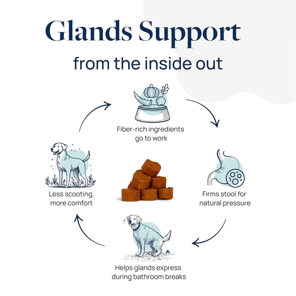 Ginger component display within Veterinary Formula Anal Gland Support for gut comfort.
