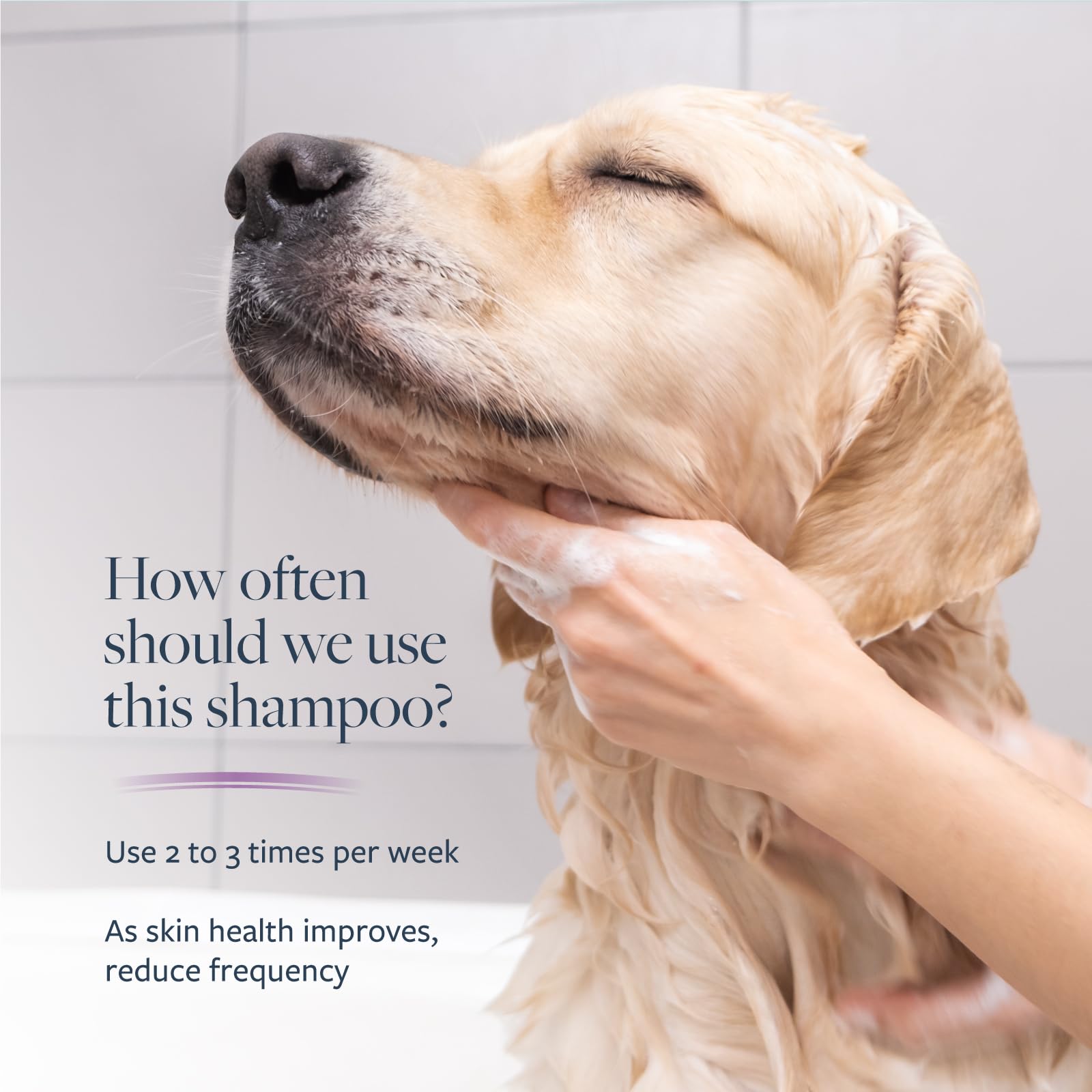 Oatmeal and allantoin in the formula hydrate the dog's skin