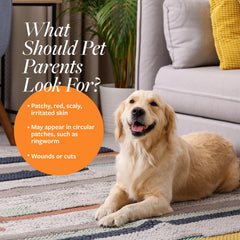 Veterinary Formula Clinical Care shampoo lathers on a dog's coat for fast relief.