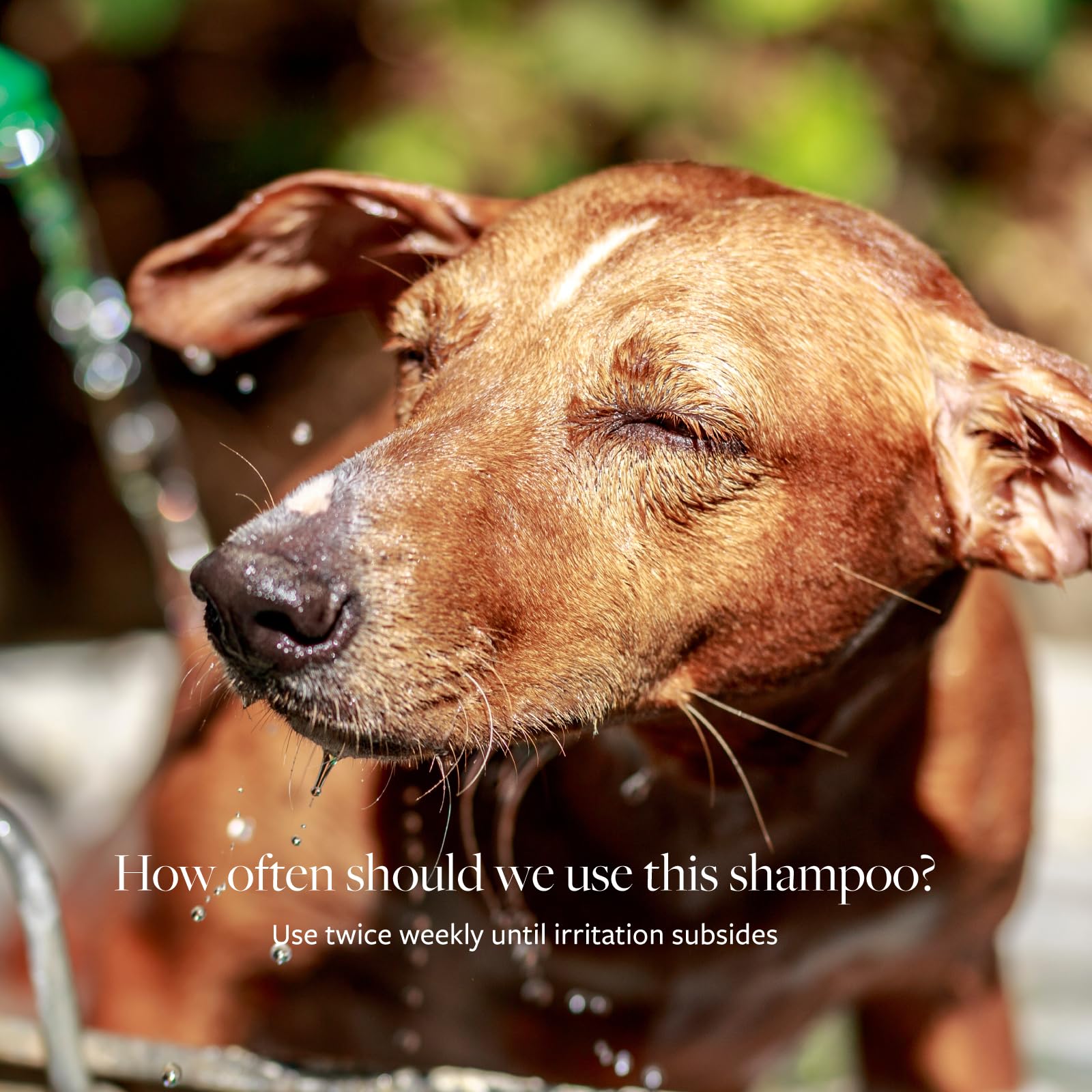 Owner applying Veterinary Formula Clinical Care shampoo to cat and dog.