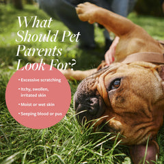Pulvérisateur Veterinary Formula sans parabènes et colorants pour la peau.