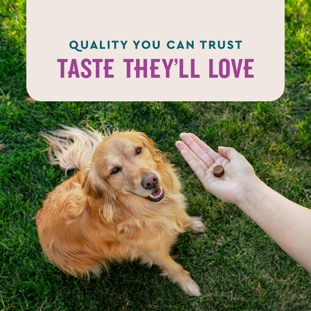 VetIQ Advanced Calming Chews in car ride, supports calm travel for dogs