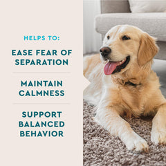 VETIQ Calming Chews dog relaxing on a couch, promoting peaceful downtime