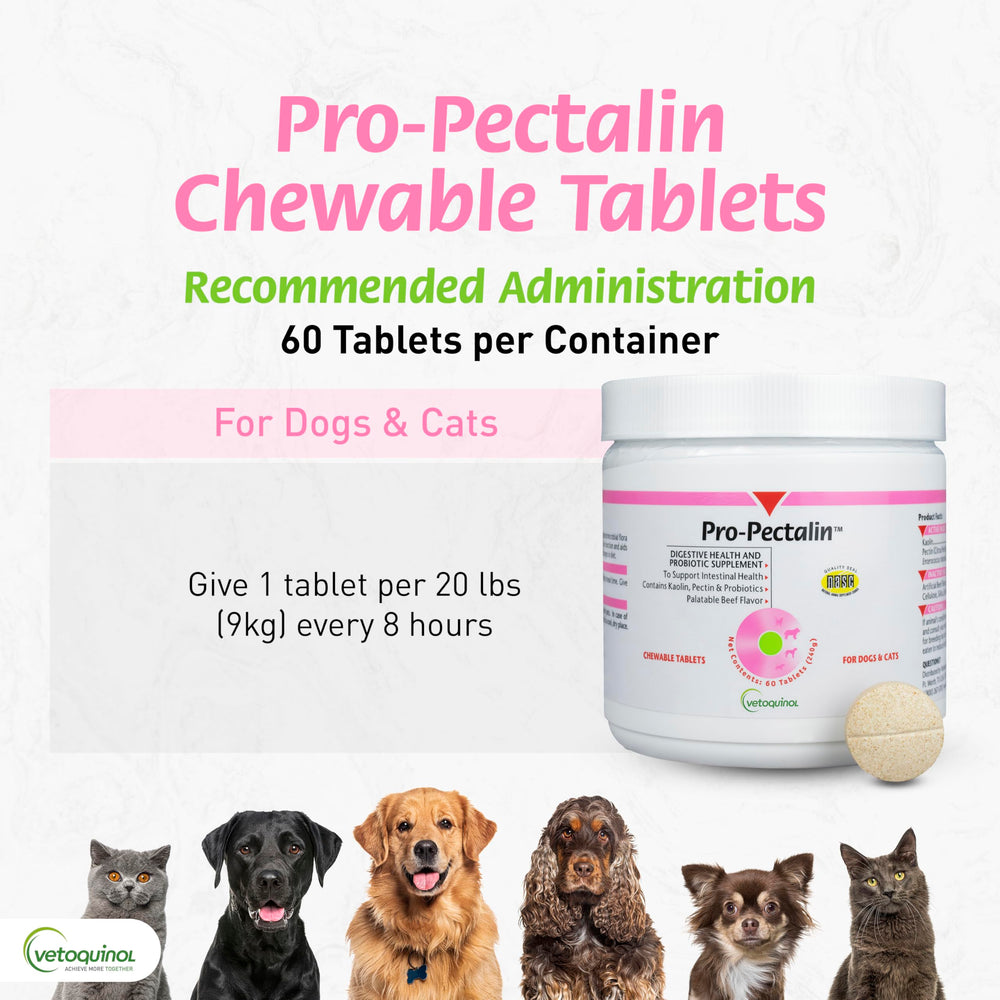 Dog with Pro-Pectalin chewables, illustrating pet-friendly use.