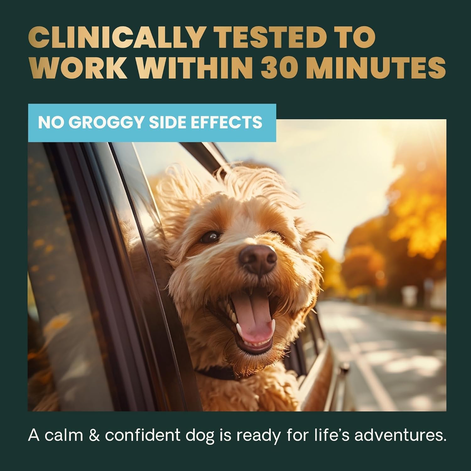 VetriScience Calm & Confident dog ready for car travel during stressful events.
