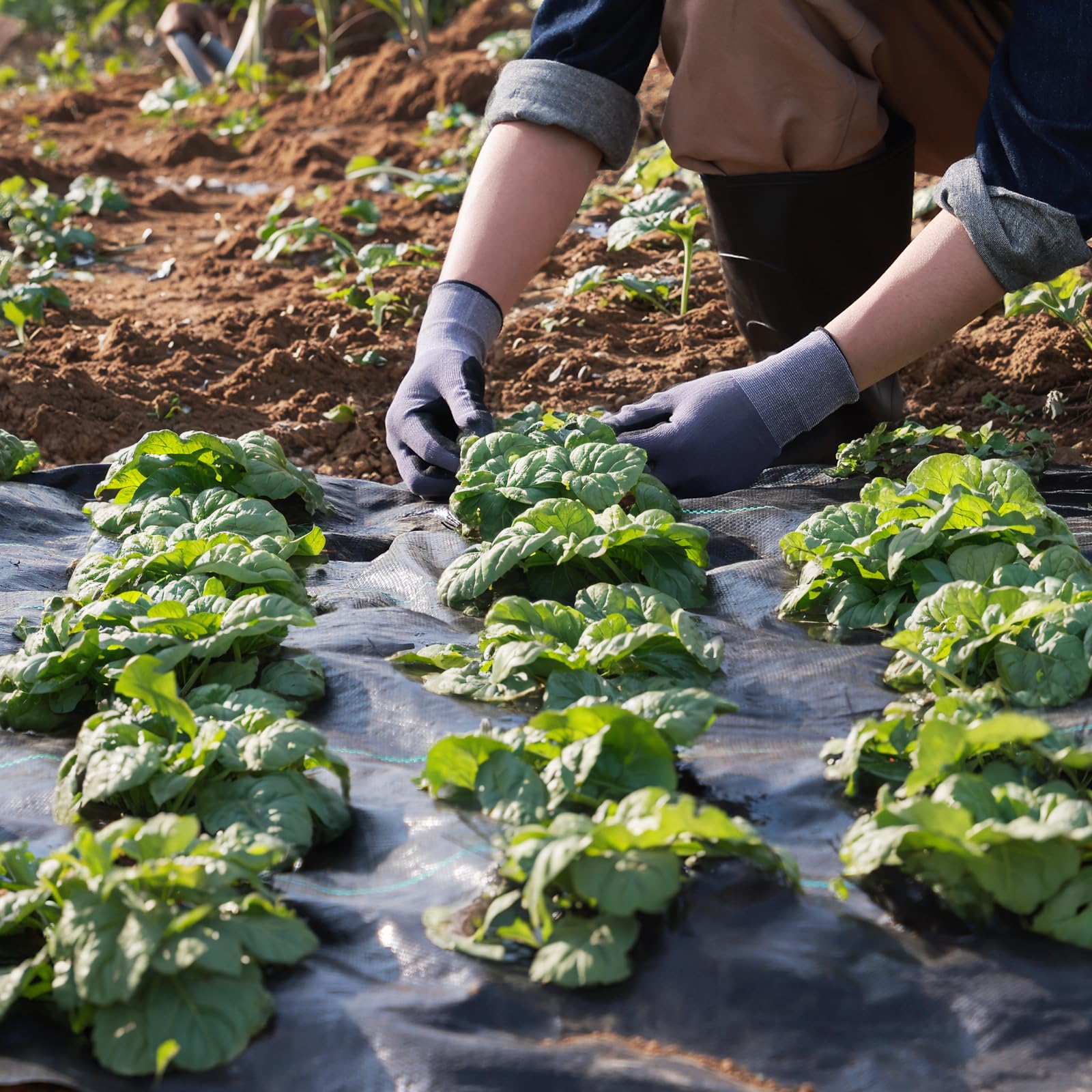 VEVOR 6x100ft fabric suitable for greenhouse and vegetable patches.