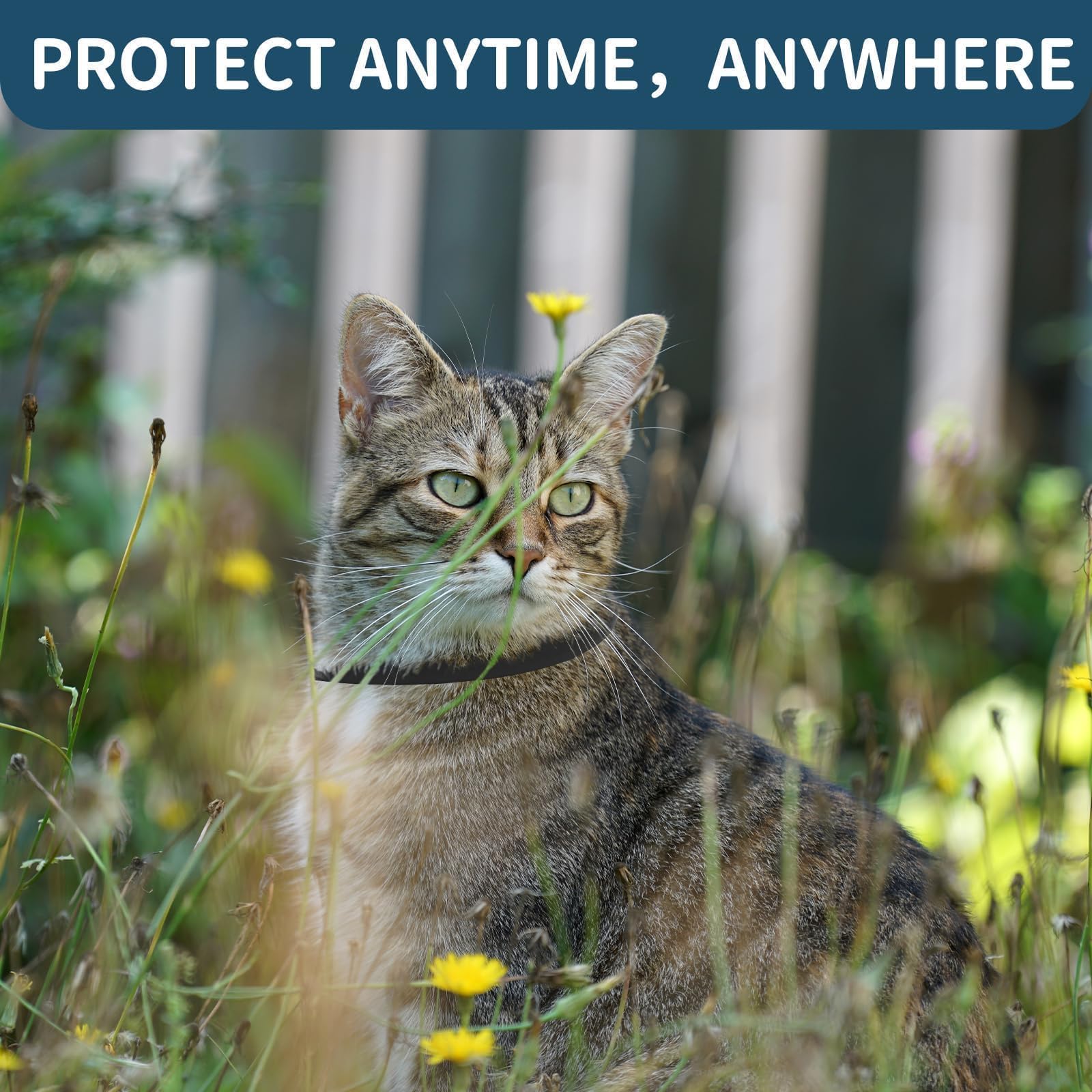 VICSOM cat flea collar on-cat view