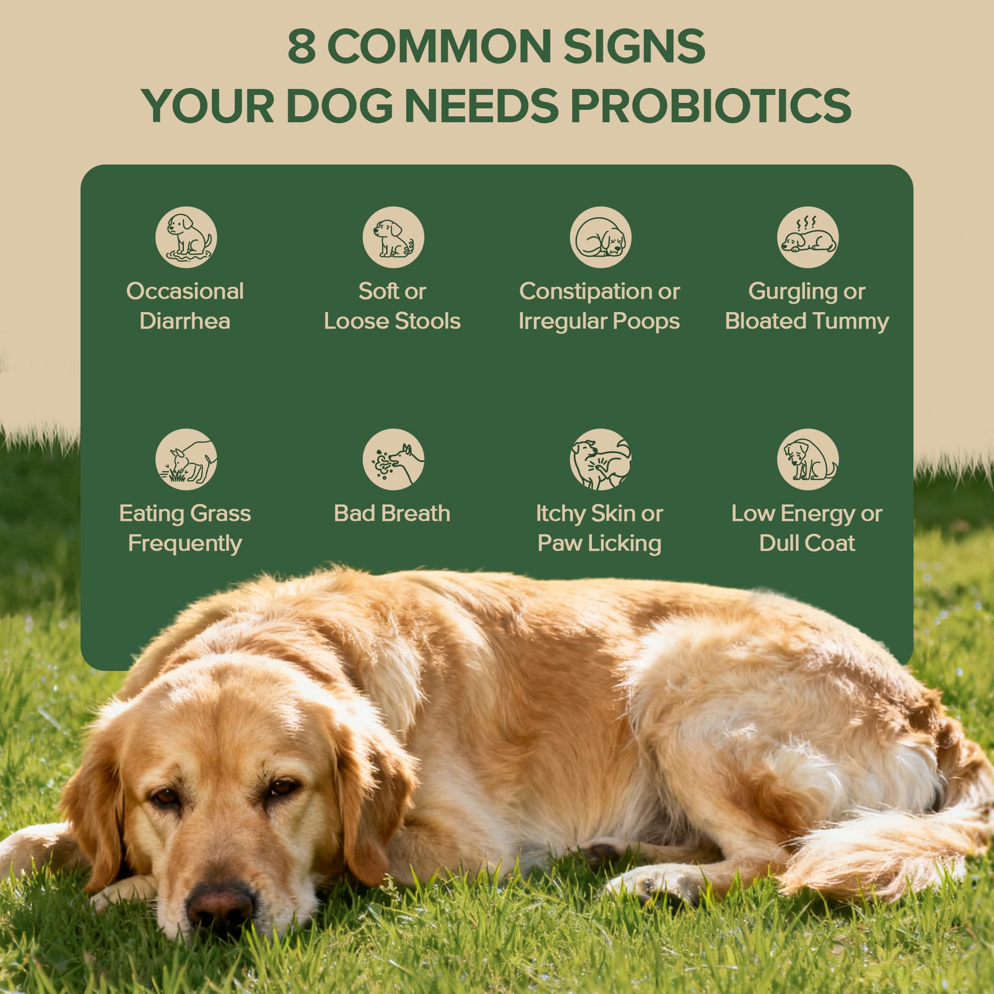 Puppy-to-senior friendly chews support daily care and gut balance.