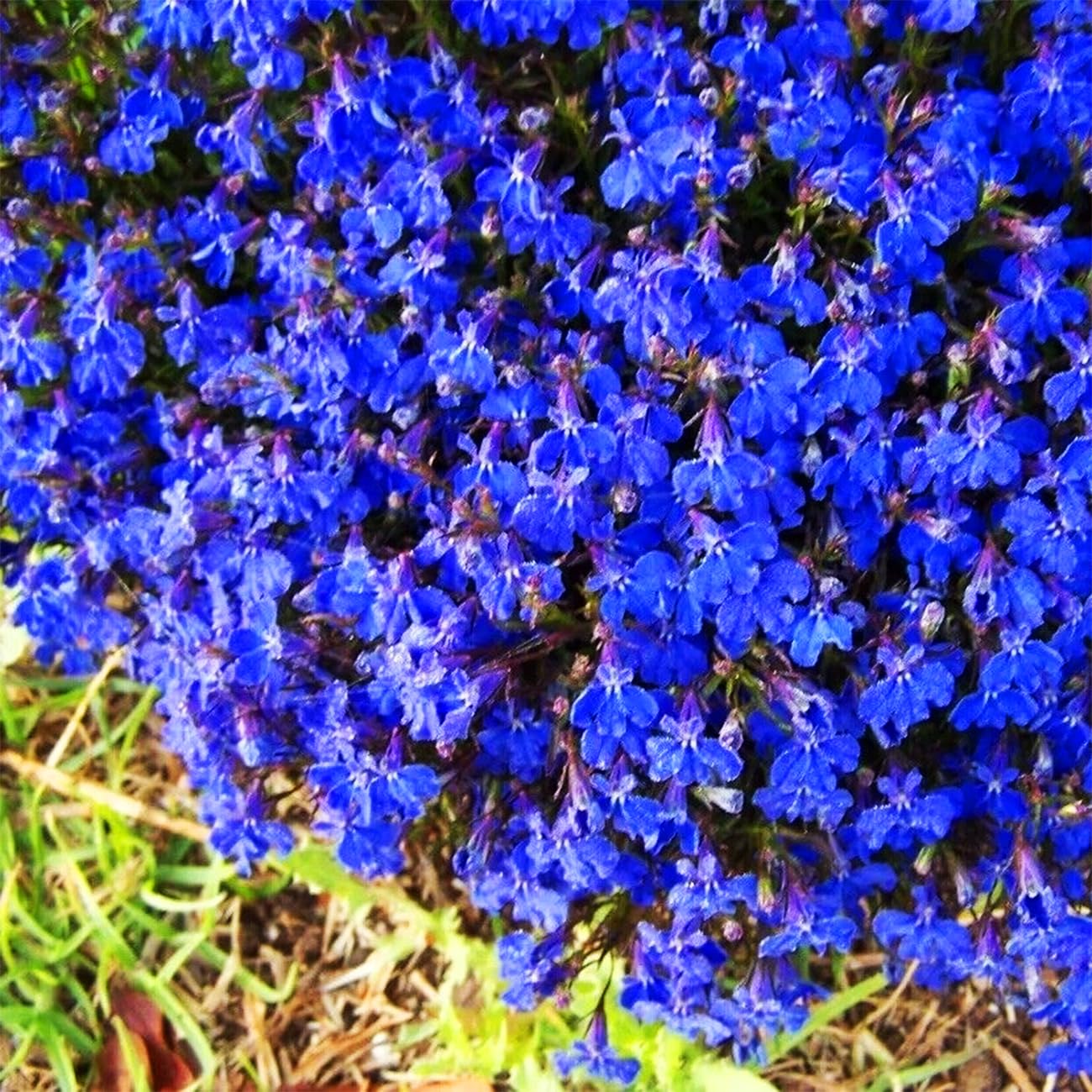 VISTATU Creeping Thyme ground-cover in garden bed ready to spread and fill gaps.