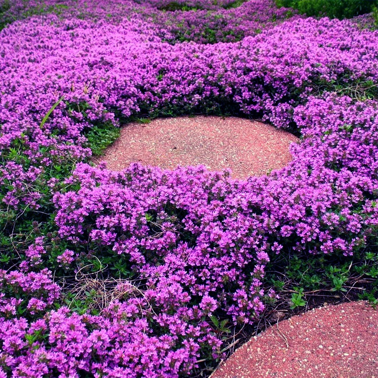 VISTATU creeping-thyme seeds close-up showing tiny grains for precise sowing