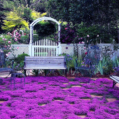 VISTATU creeping-thyme seeds close-up for even ground cover and easy spreading