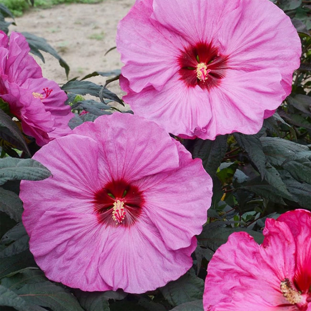VISTATU giant hibiscus blooms brightening the garden with tropical flair.