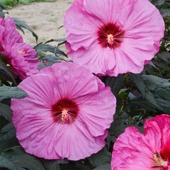 VISTATU giant hibiscus blooms brightening the garden with tropical flair.