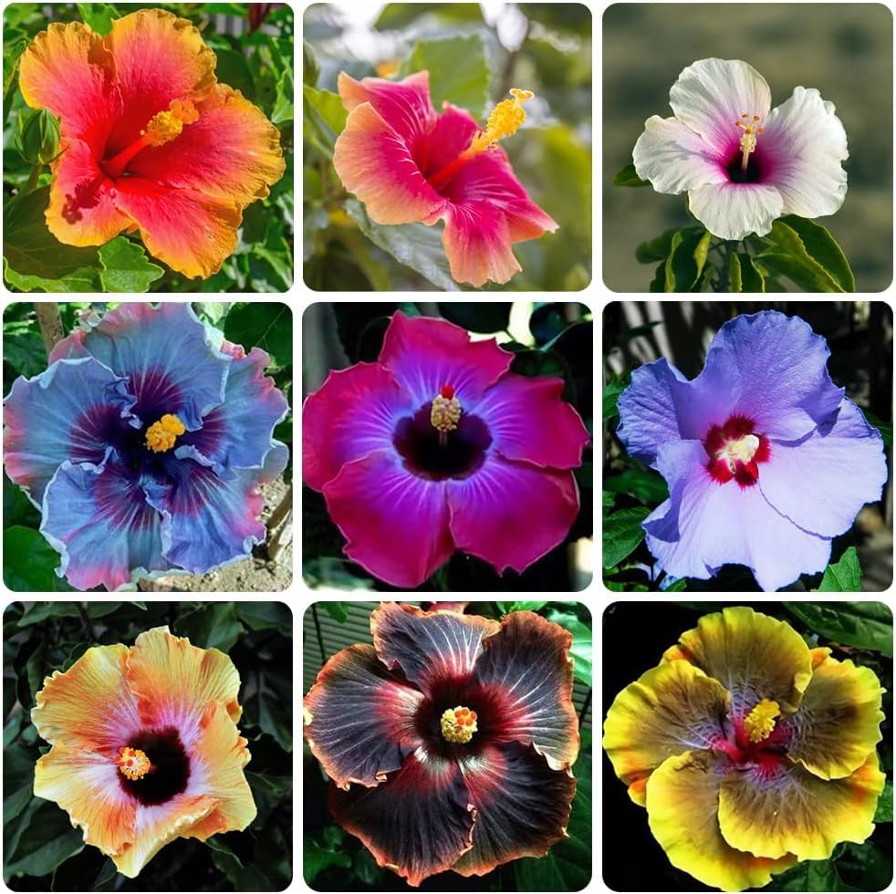 VISTATU giant hibiscus seeds pack ready for sunlit gardens with tropical potential.