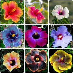 VISTATU giant hibiscus seeds pack ready for sunlit gardens with tropical potential.