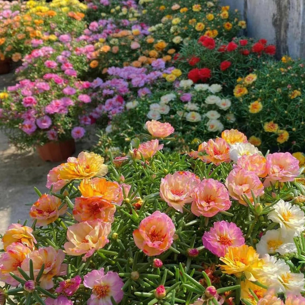 VISTATU Portulaca detail showing heat-tolerant, drought-resistant foliage