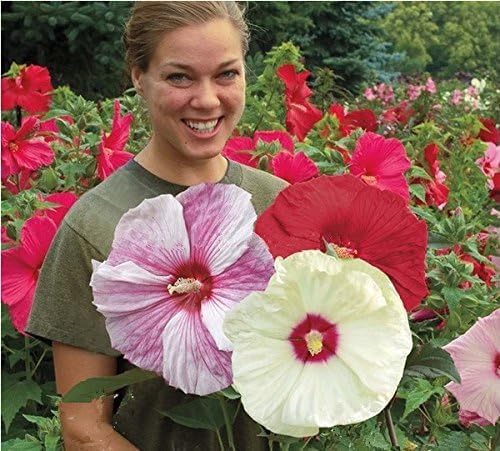 VISTATU hibiscus leaves create a lush, tropical backdrop in sunny beds.