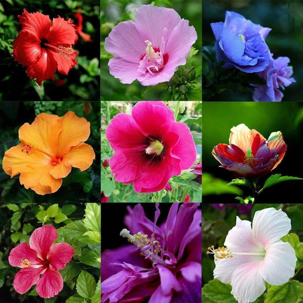 VISTATU hibiscus thriving in full sun with showy, eye-catching flowers.