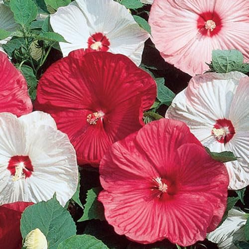 VISTATU hibiscus seed package contents and germination prospects for gardeners.