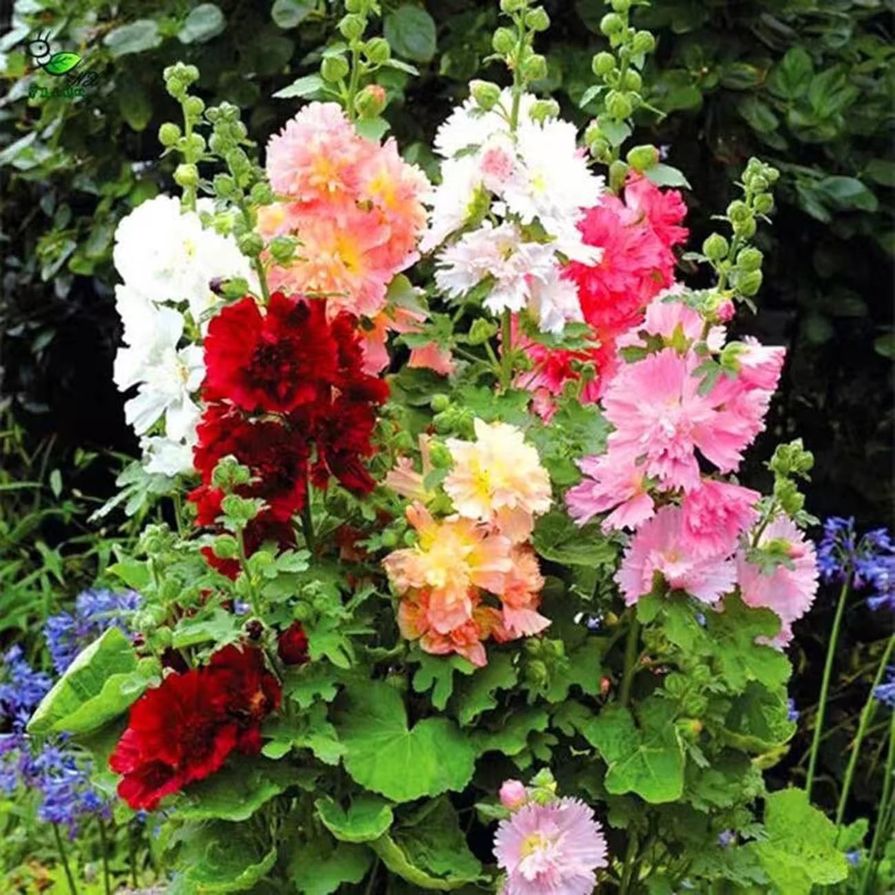 VISTATU flowers reach 4–5 inches across for bold garden color.