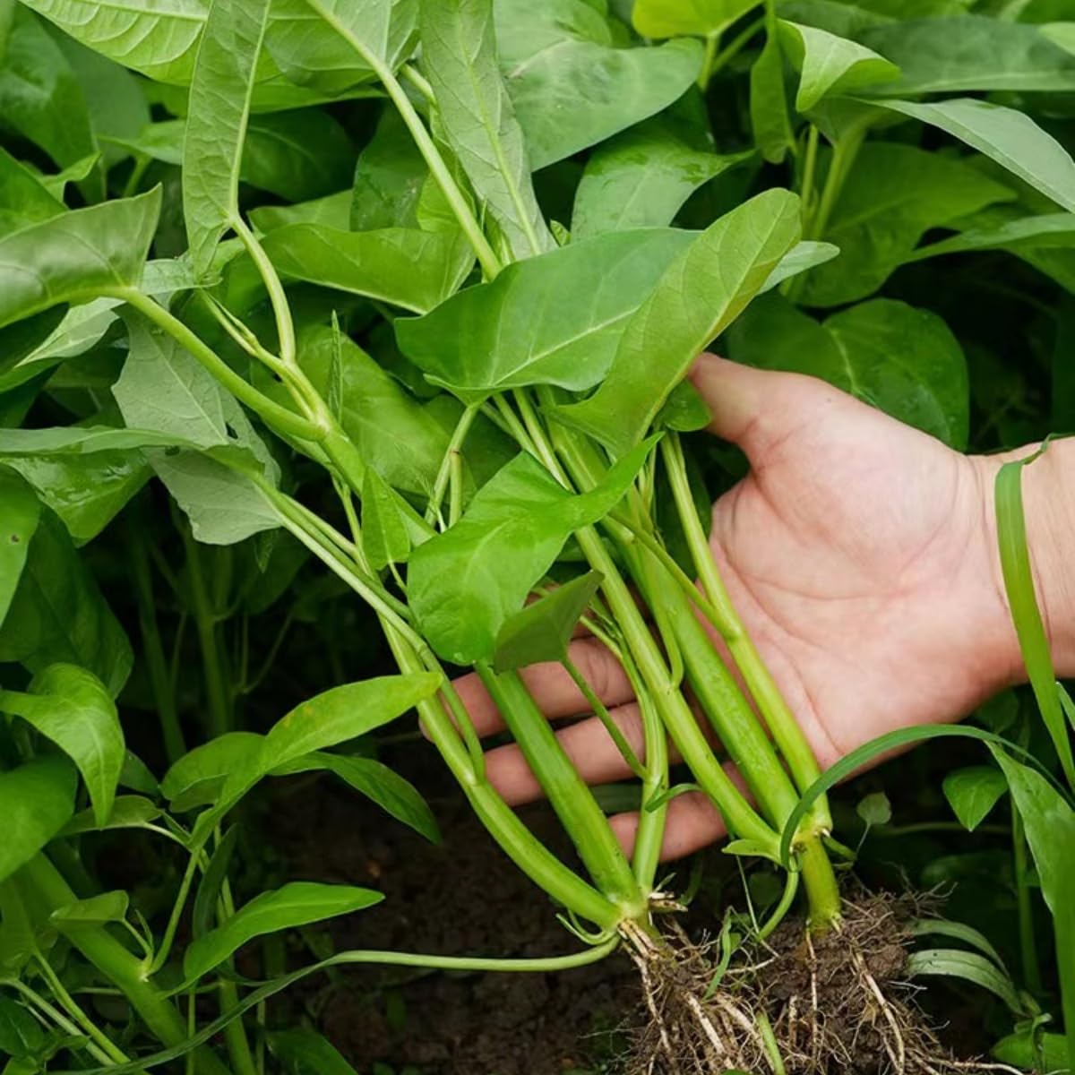 Vistatu Kong Xin Cai harvest-ready leaves for fresh kitchen prep.