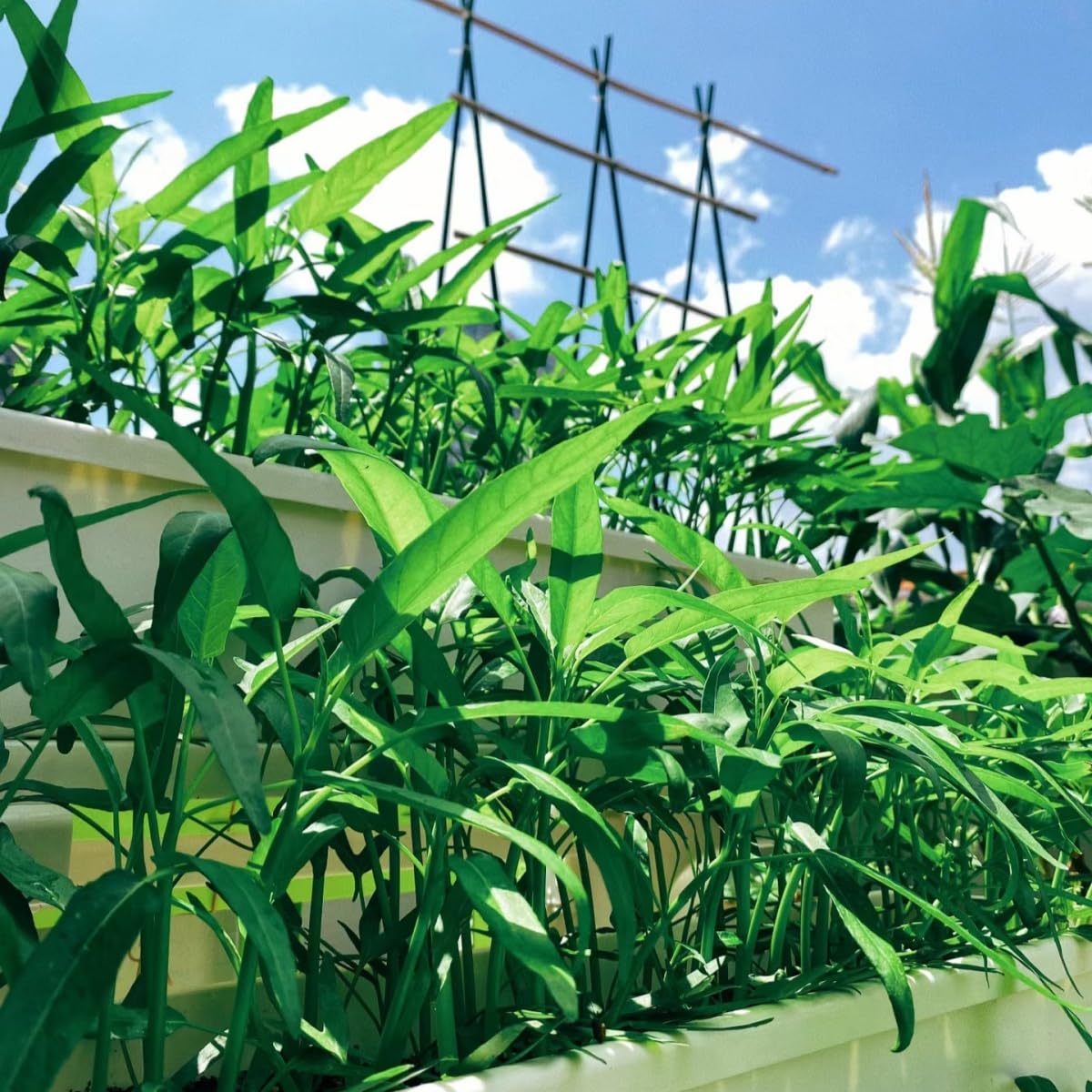 Vistatu Kong Xin Cai germination close-up demonstrates warm, humid sprouting conditions.