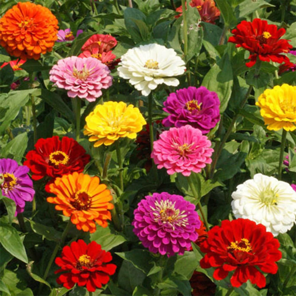 VISTATU made in USA seeds ideal for home gardens