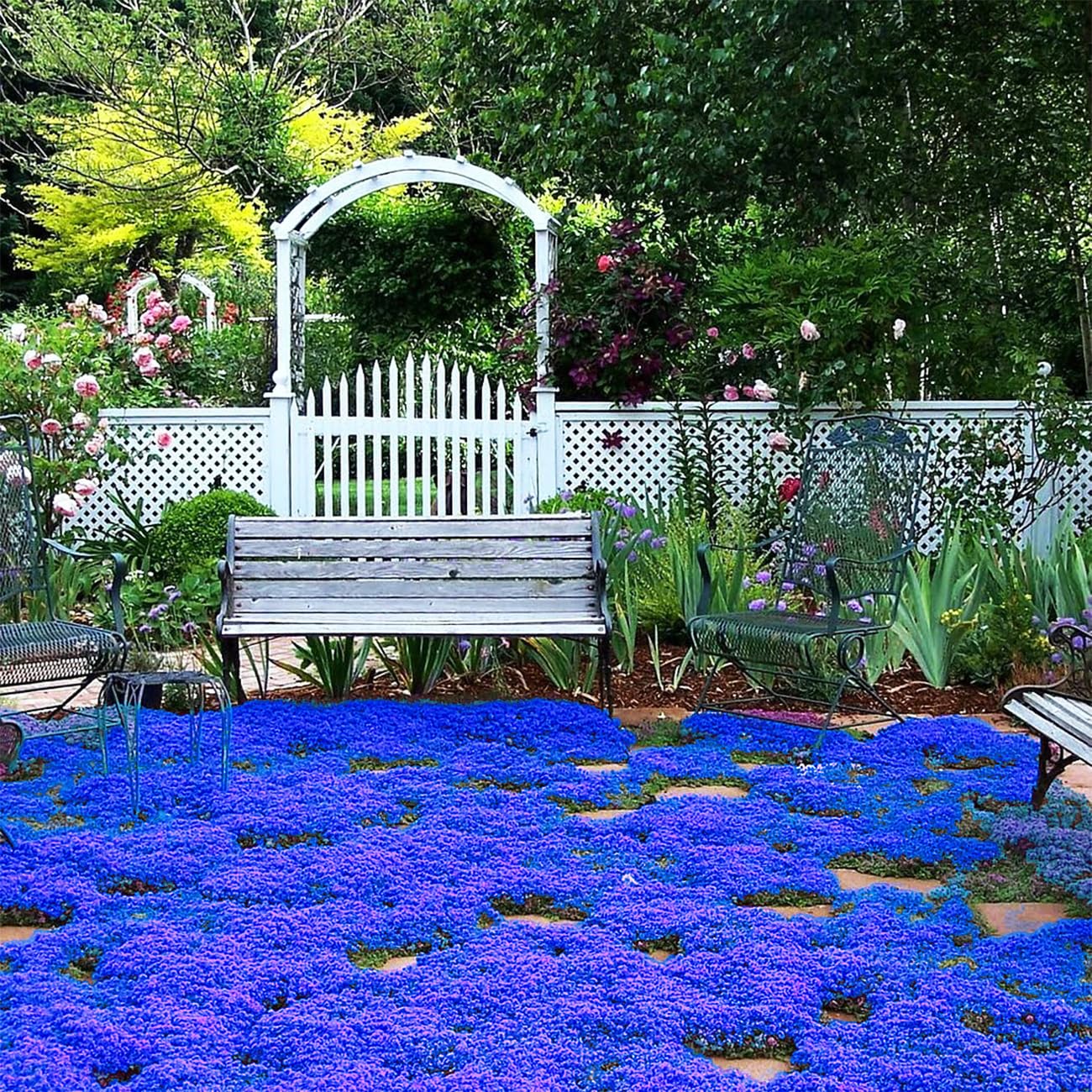 VISTATU Magic Blue Creeping Thyme seeds packaging for easy garden sowing.