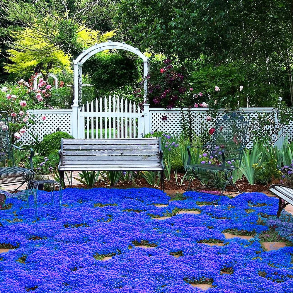 VISTATU Magic Blue Creeping Thyme seeds packaging for easy garden sowing.