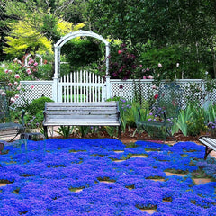 VISTATU Magic Blue Creeping Thyme seeds packaging for easy garden sowing.