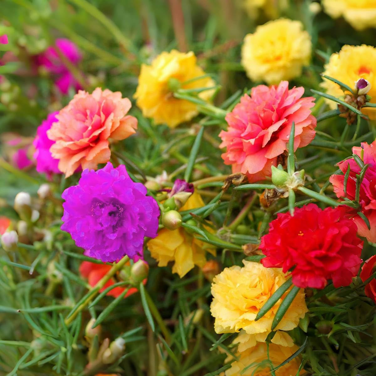 VISTATU Moss Rose plants thriving in full sun under hot conditions