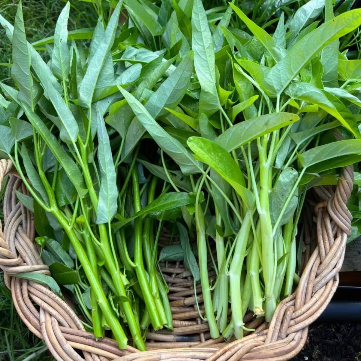 Vistatu non-GMO Kong Xin Cai thriving in sunny garden setup.