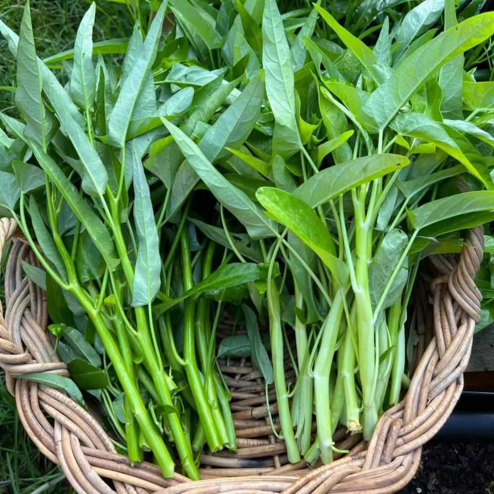 Vistatu non-GMO Kong Xin Cai thriving in sunny garden setup.