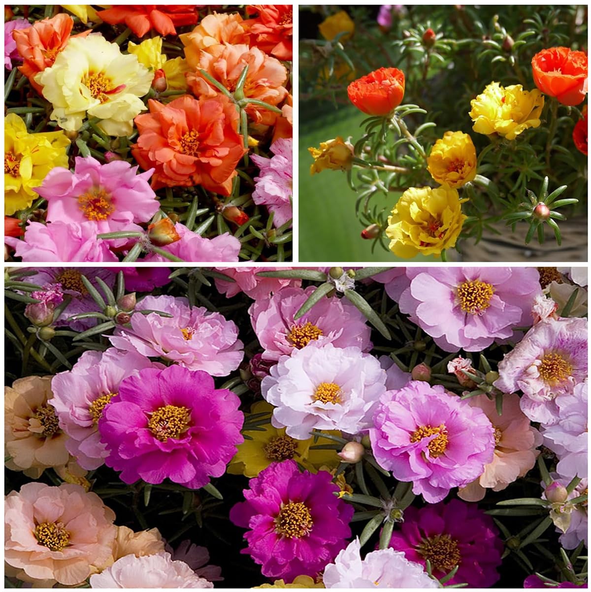 VISTATU Portulaca compact growth suitable for cracks and borders