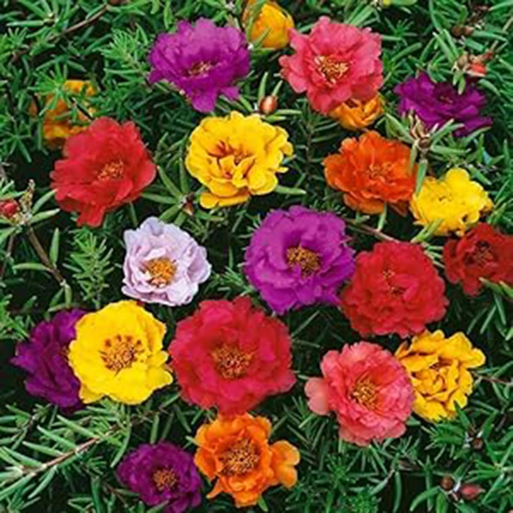 VISTATU Portulaca edging ideas for rock gardens and borders