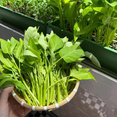 Vistatu water spinach seeds soak prep showing quick germination setup.