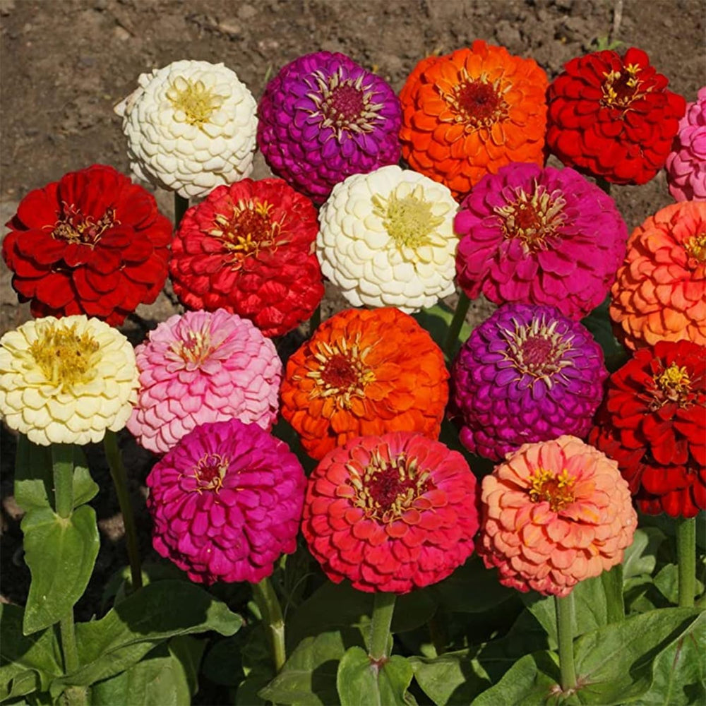 VISTATU zinnia is an annual in zones 3 to 6