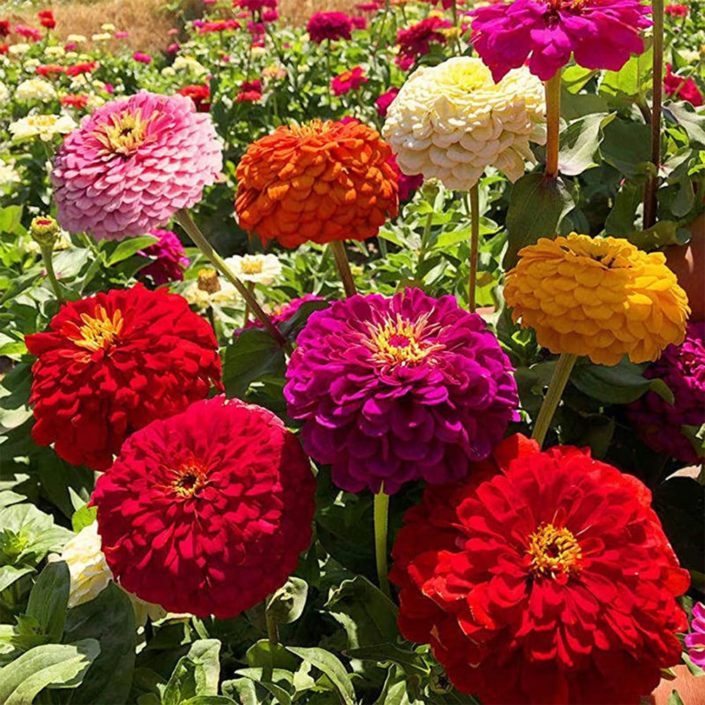 VISTATU Zinnia Elegans compact bushy variety with six to eight inch height