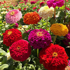 VISTATU Zinnia Elegans compact bushy variety with six to eight inch height