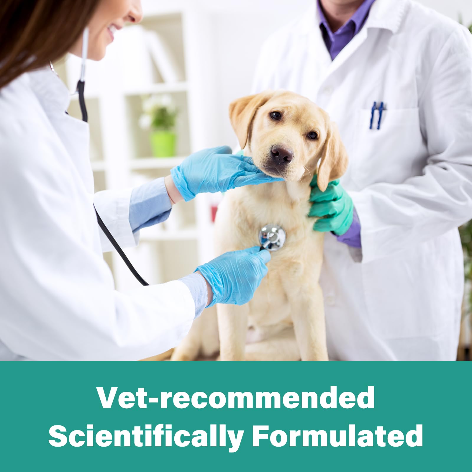 VivaElixir being mixed with dog food for convenient feeding.