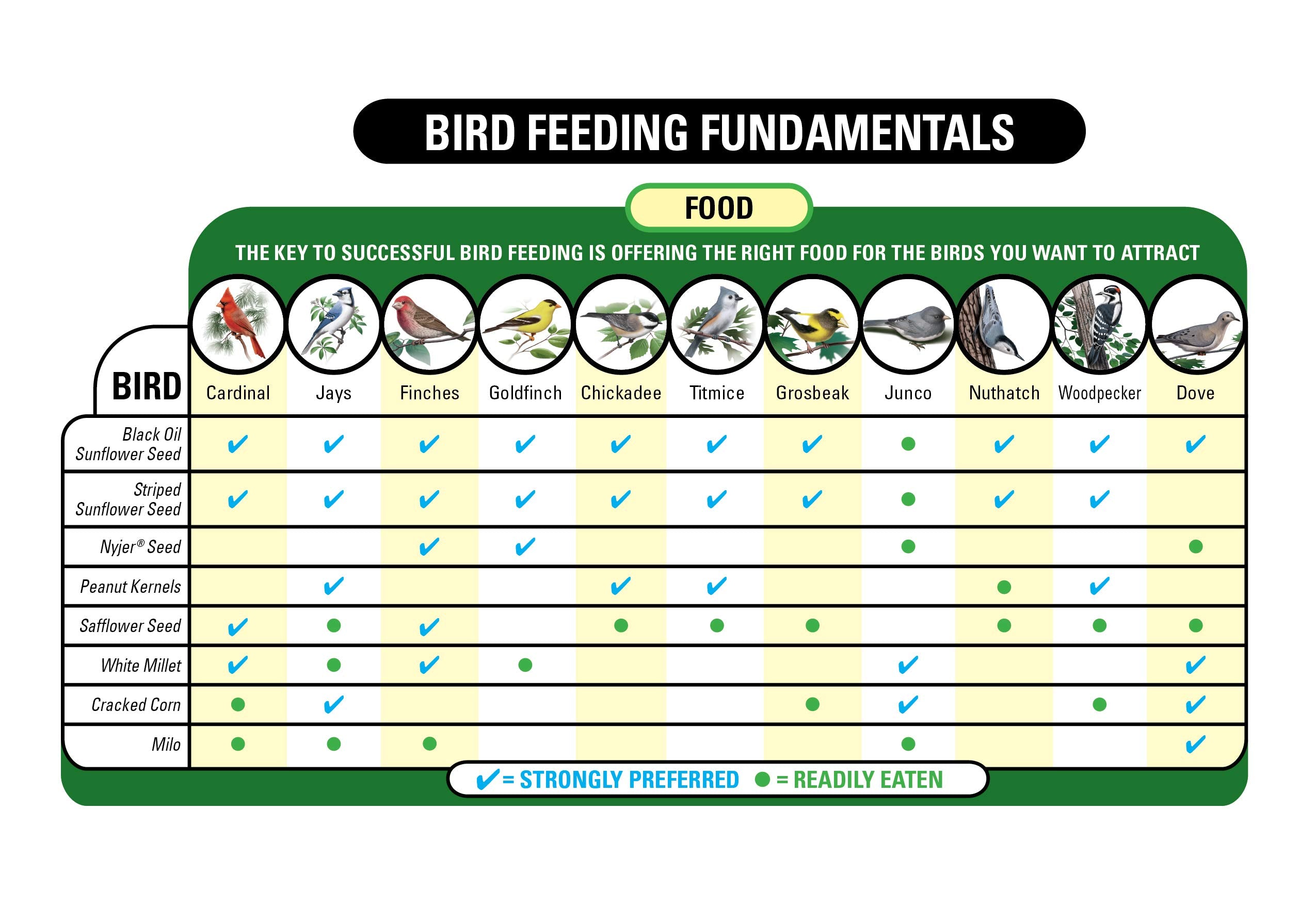 Bird feeding with Wagner's blend in a tube feeder for steady visits.