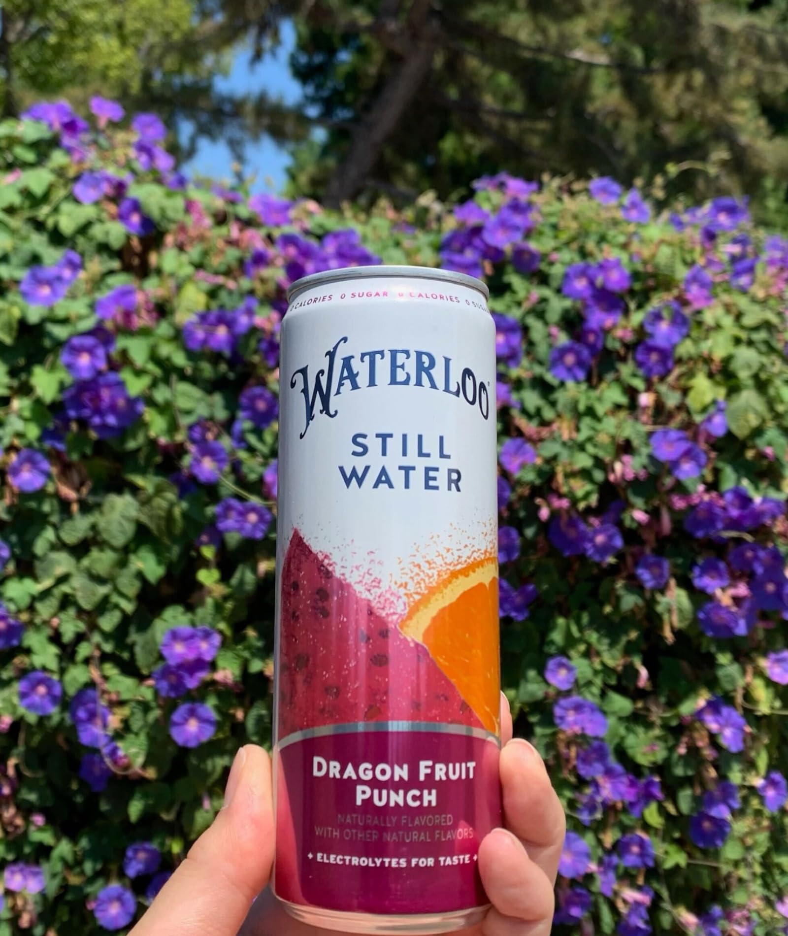 Waterloo Dragon Fruit Punch aluminum can back-label view communicates sustainability