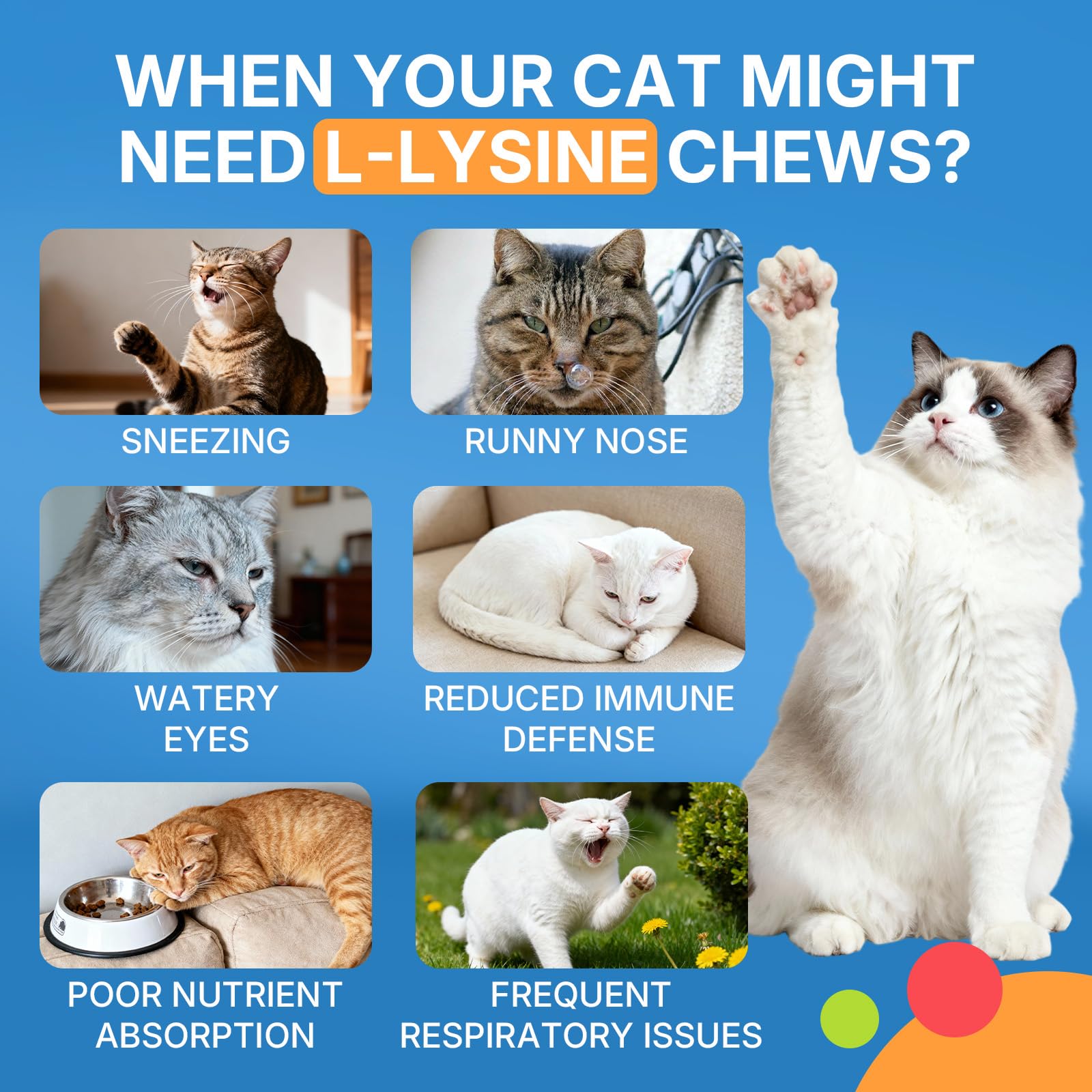 WEALLIN L-Lysine chews cat enjoying treat illustrates training-friendly daily routine