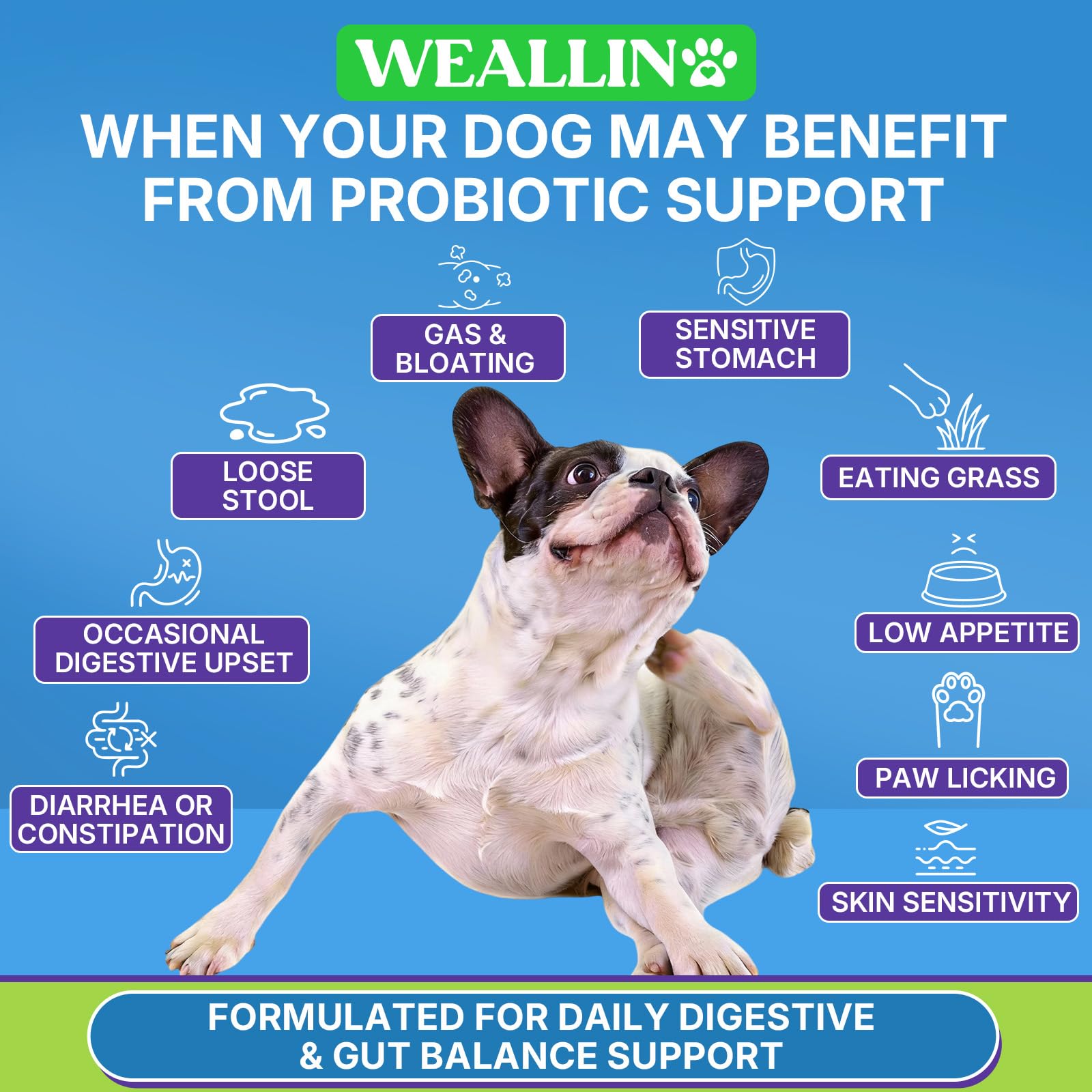 WEALLIN probiotics for dogs close-up chews – soft texture for easy administration