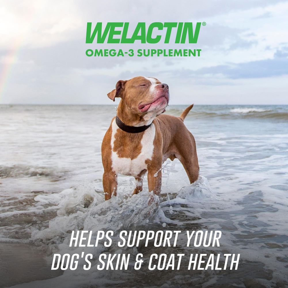 Welactin omega-3 for dogs bottle highlighting EPA and DHA benefits.
